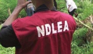 NDLEA-uncovers-large-farm-of-marijuana-in-Kano-e1637501727420