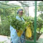 First Lady Oluremi Tinubu Records Another Harvests From Villa Garden